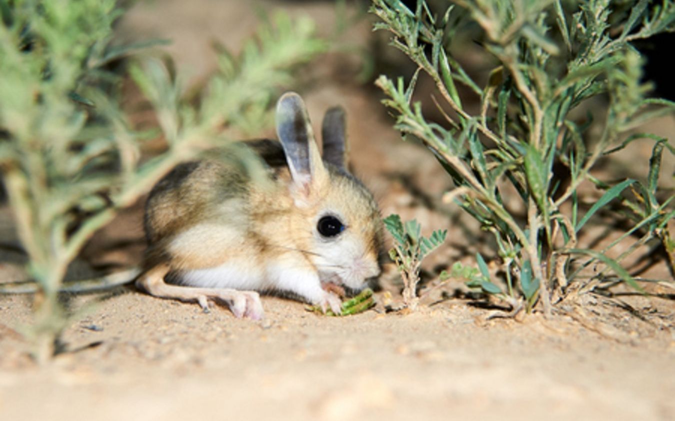 万能网友系列20:这玩意像是山海经里的耳鼠