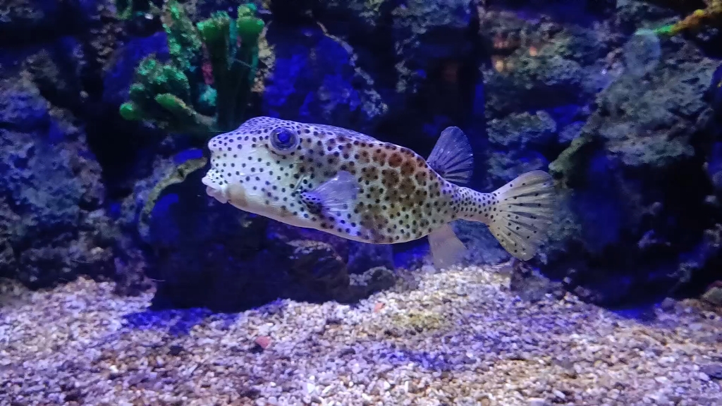 方块鱼你见过吗?