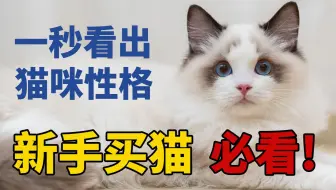 你真的了解布偶猫么 布偶猫花色大科普 布偶猫竟然有60种花色 哔哩哔哩 Bilibili