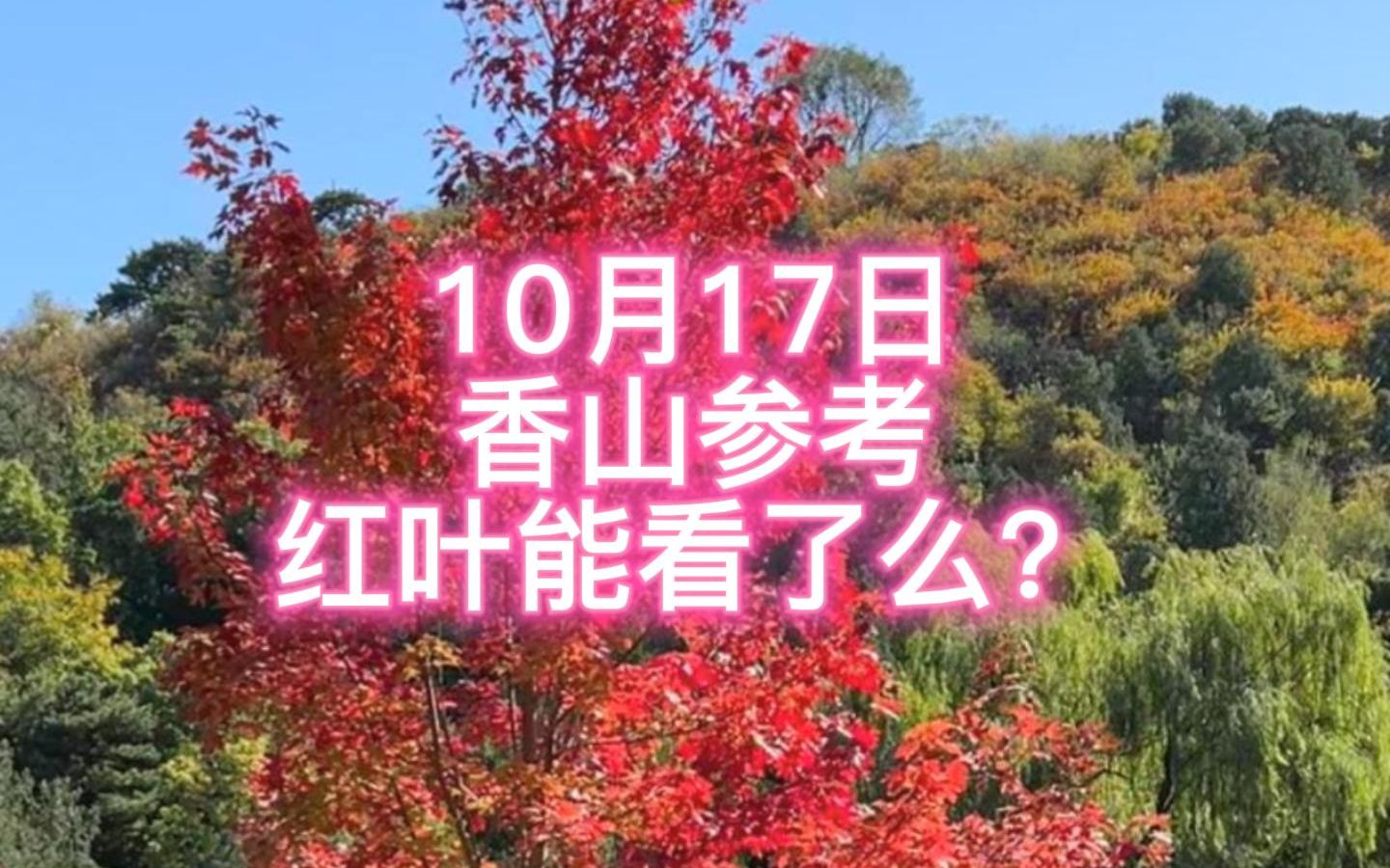 [图]现在能去香山看红叶了么？本迪10月17日带回的新鲜报道