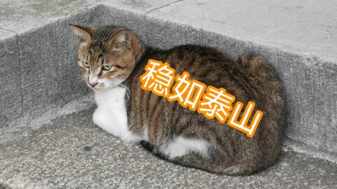 每日猫猫 1 1 哔哩哔哩 Bilibili