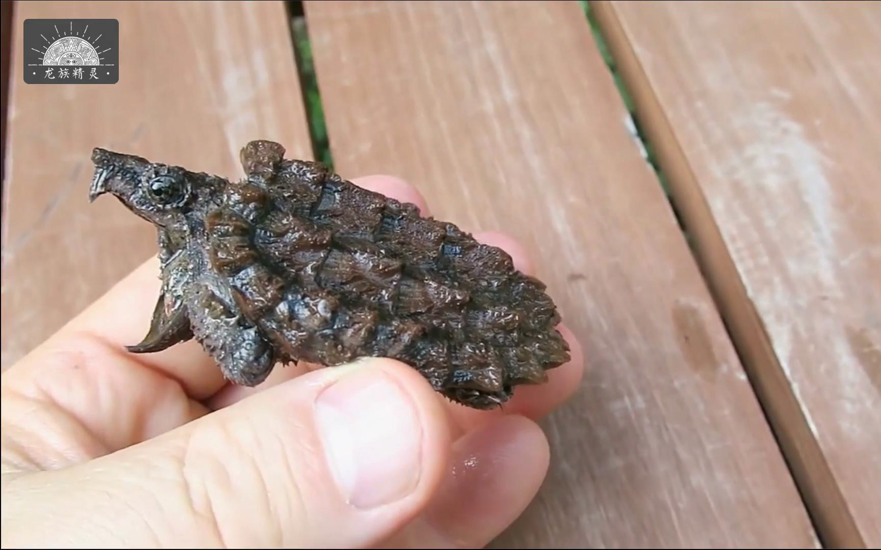 幼体大鳄龟全程暴怒分分钟干你一口