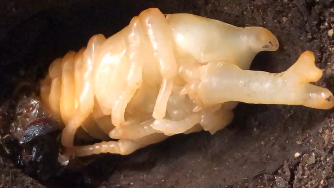 【延时摄影】独角仙化蛹_哔哩哔哩 (゜-゜)つロ 干杯~-bilibili