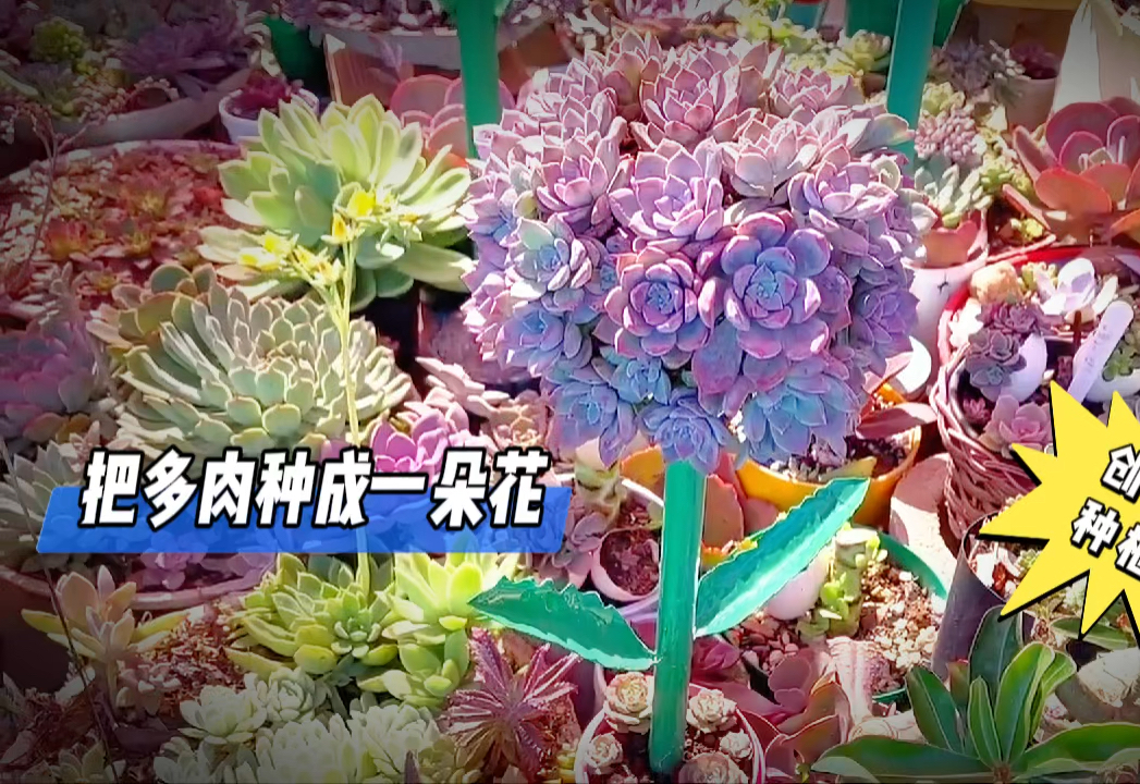 多肉植物创意种植,种成一朵花哔哩哔哩bilibili