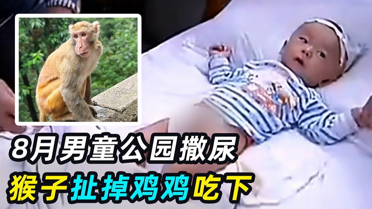 男童公园撒尿,惨遭猴子扯掉生殖器,医生:大概率断子绝孙!
