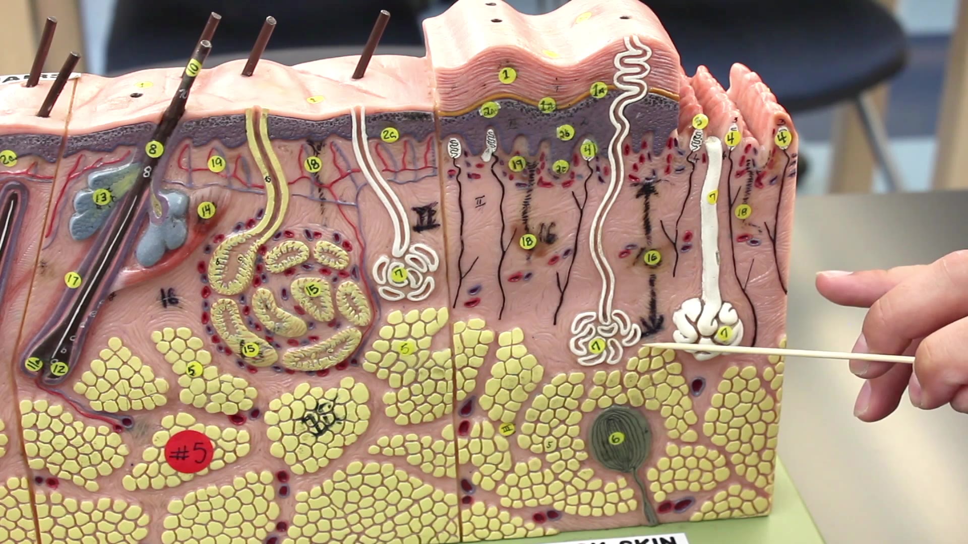 皮膚系統(皮膚解剖模型)integumentary system skin model anatomy