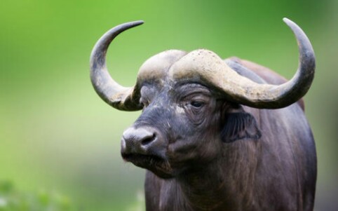 【纪录片/人与自然】草原之王——非洲水牛(2集全)