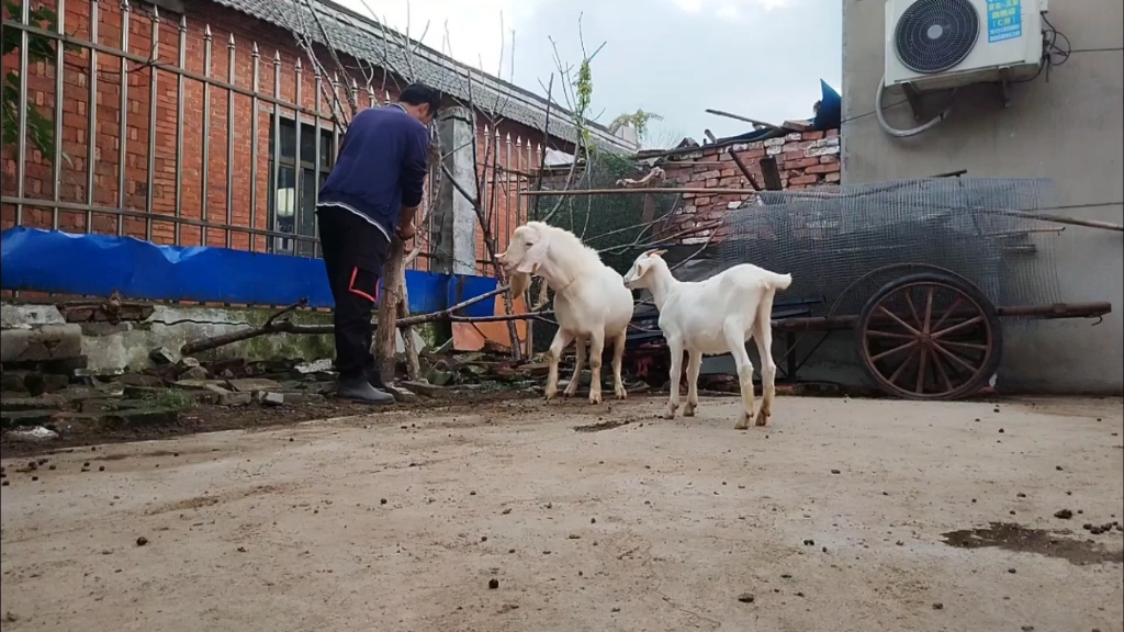 [图]我是只公羊，它们总喜欢叫我浪哥，但我和你们一样有心有肝有感情