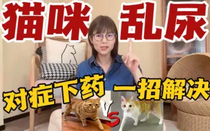 Download Video: 超管用！猫咪乱尿，对症下药，一招根治！保姆级教程！手把手教你解决猫咪乱尿！对症下药，百试百灵！