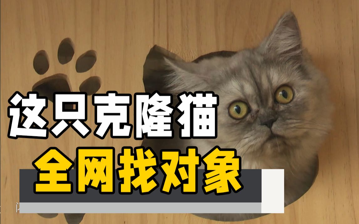 [图]全网找对象！国内首只高校克隆猫“平安”让科研团队操碎了心