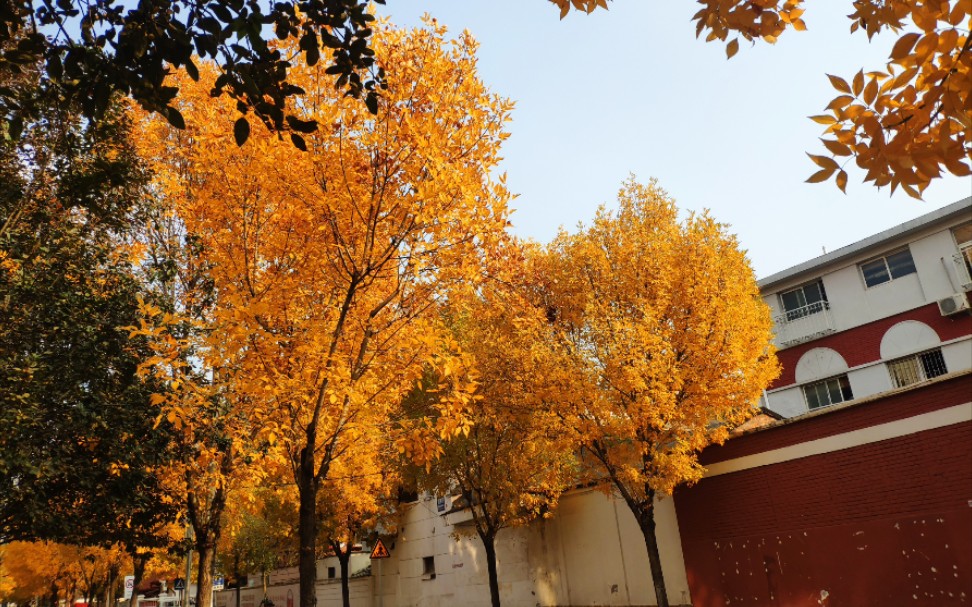 [图]津沽大地的秋天