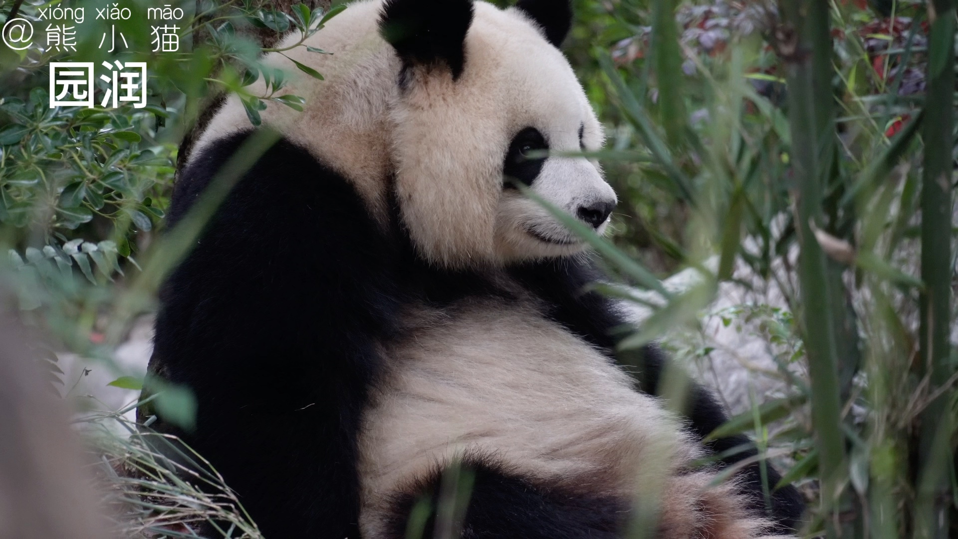 工人运木头,把陈园润女士吓醒了,朵朵到处转,眼睛滴溜滴溜转,生胖气哦