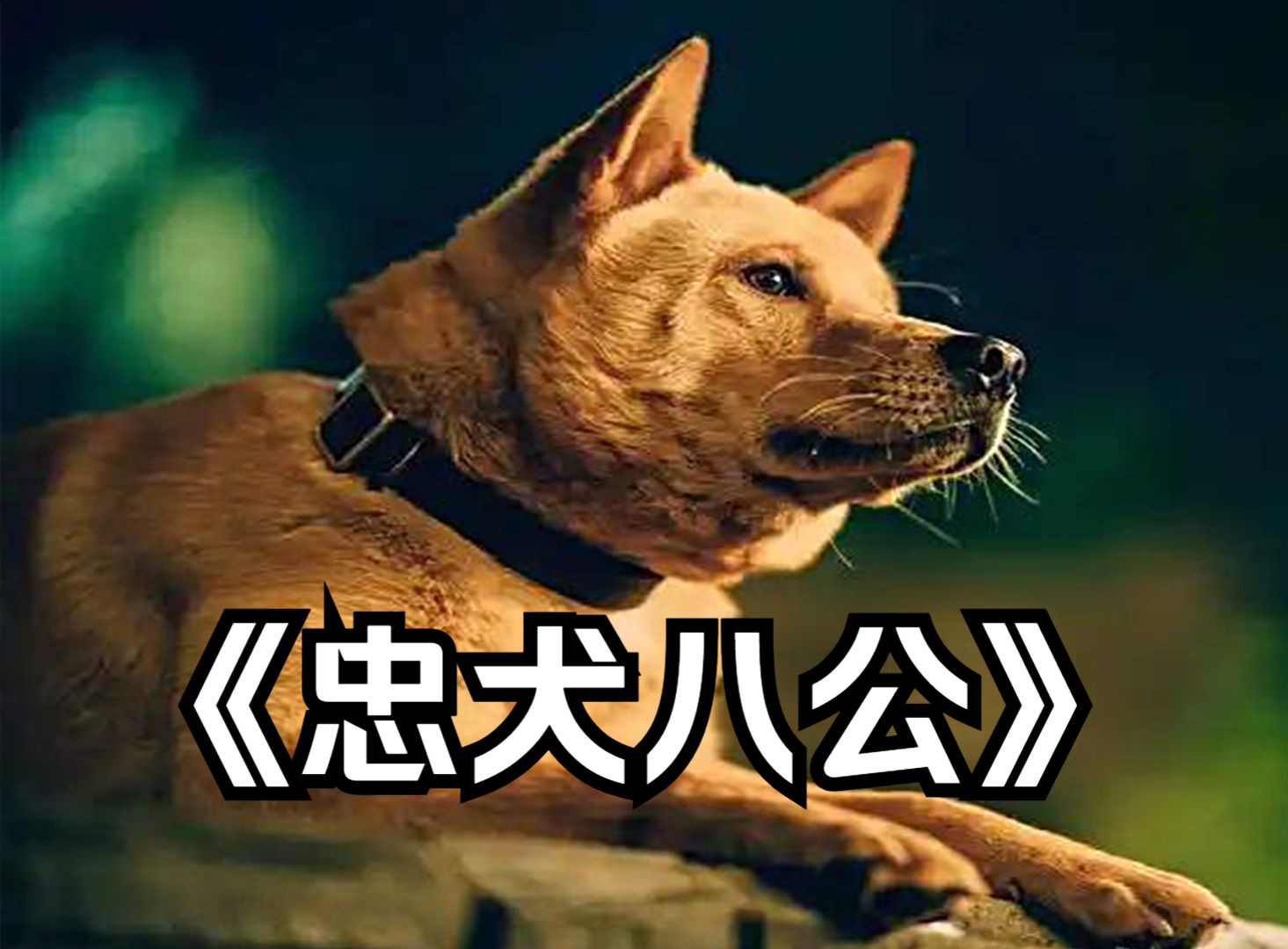 剧情:电影《忠犬八公》完整版!哔哩哔哩bilibili