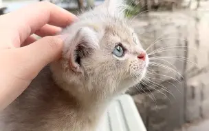 下载视频: 愿全天下再没有流浪猫