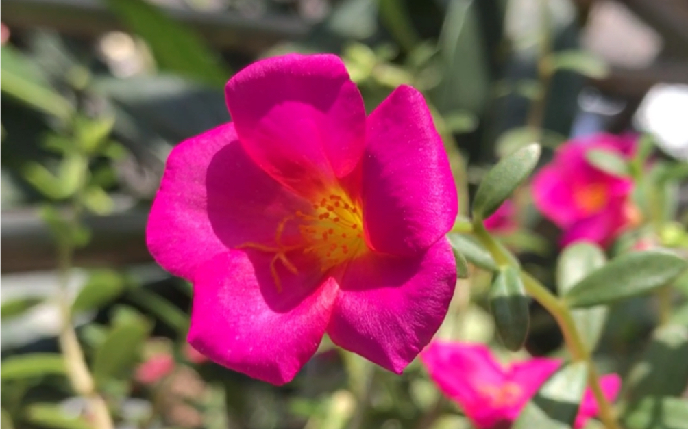 环翅马齿苋|又叫太阳花,阔叶半枝莲