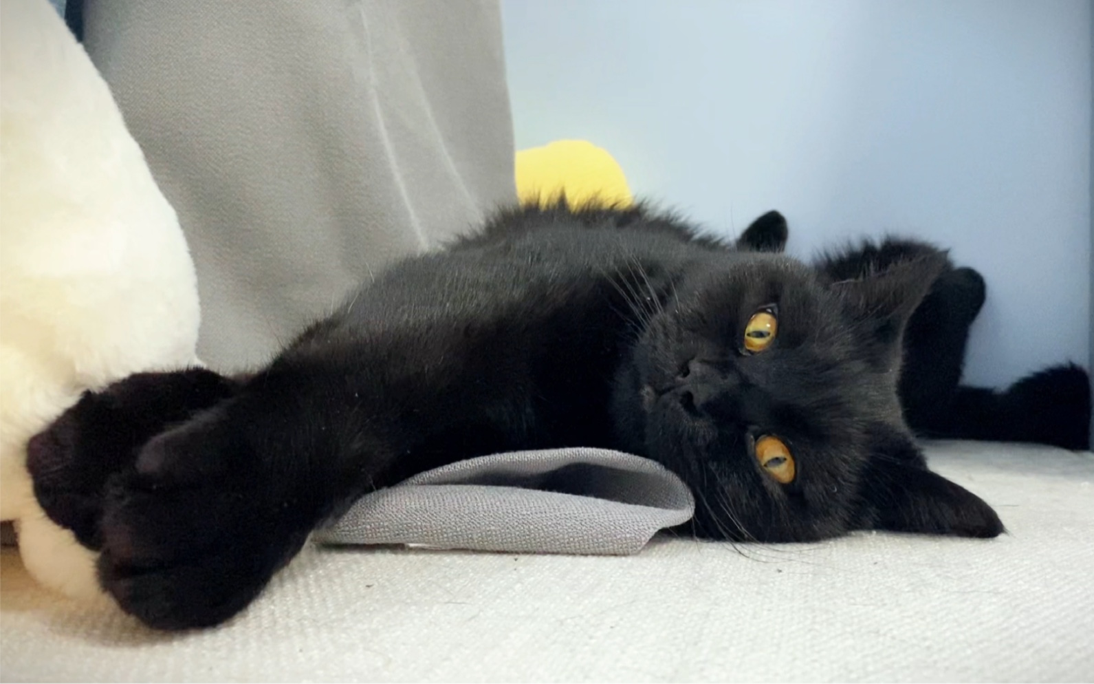 周末吸猫_哔哩哔哩_bilibili