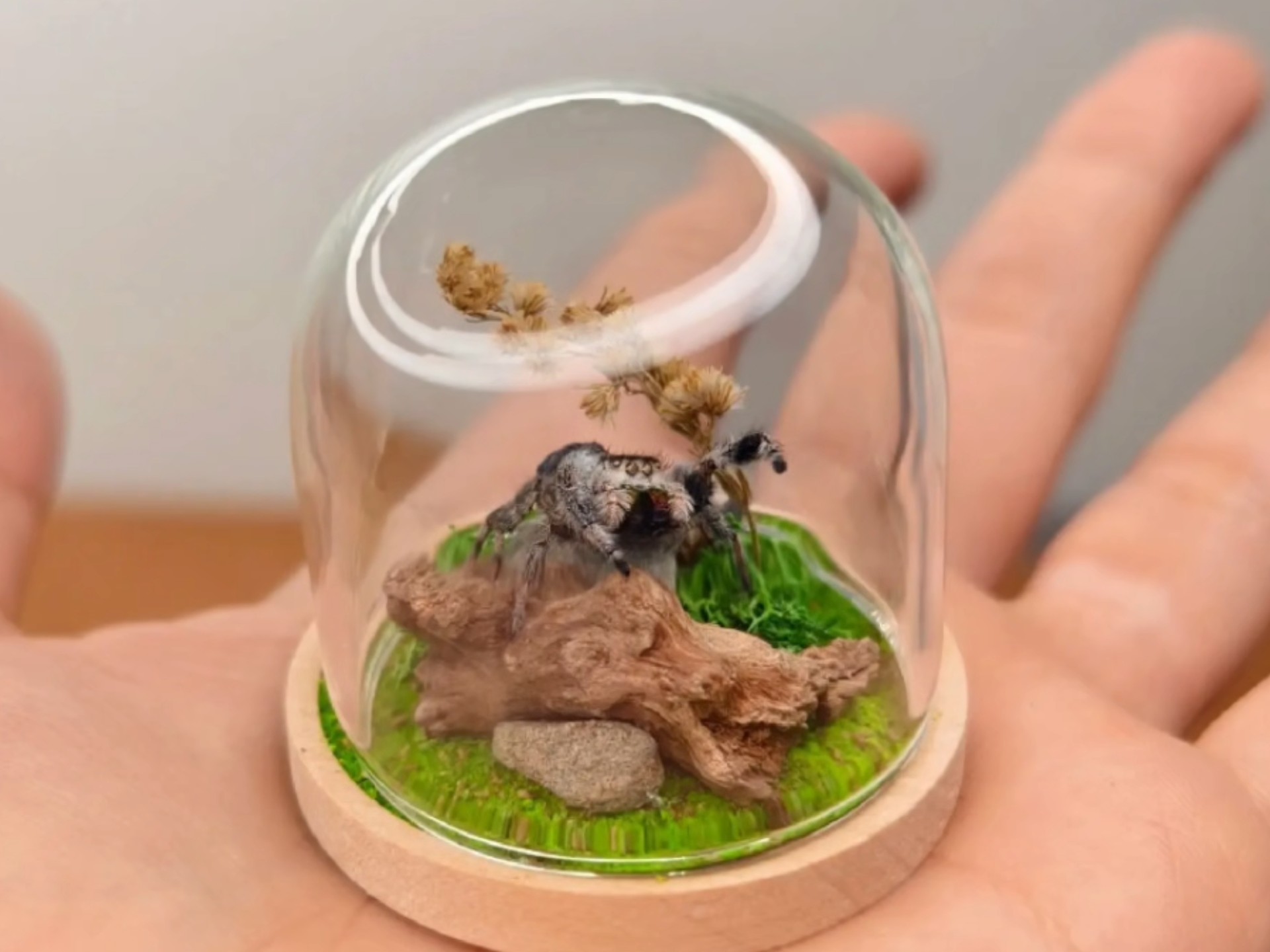 佛罗里达跳蛛生态标本