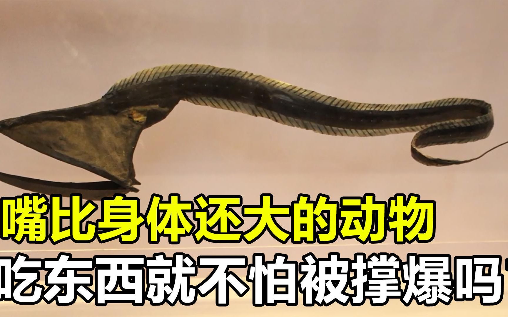 活动  深海动物"吞噬鳗",能吞下比身体还大的食物,难道不会被撑爆?