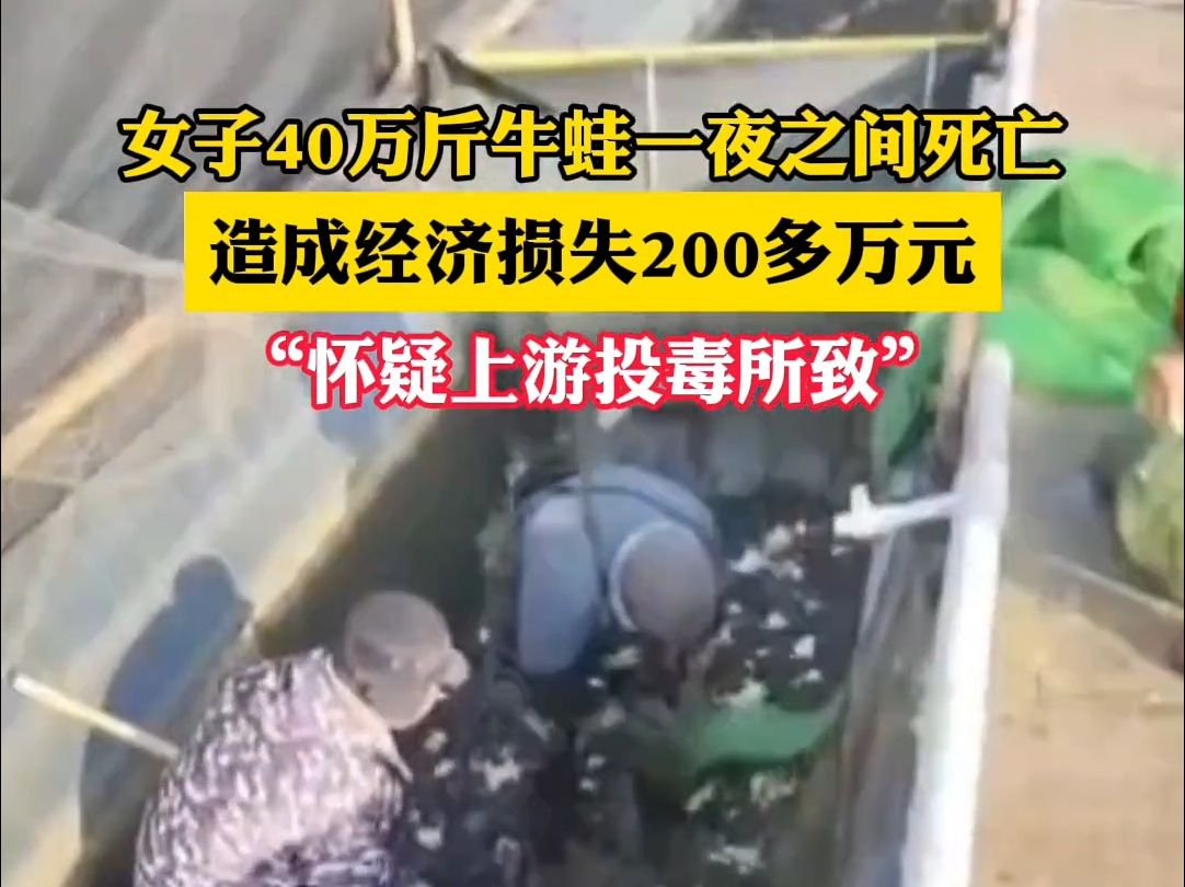 12月22日,江西上饶 ,女子40万斤牛蛙死亡一夜损失200万 ,疑似上游投毒所致.哔哩哔哩bilibili