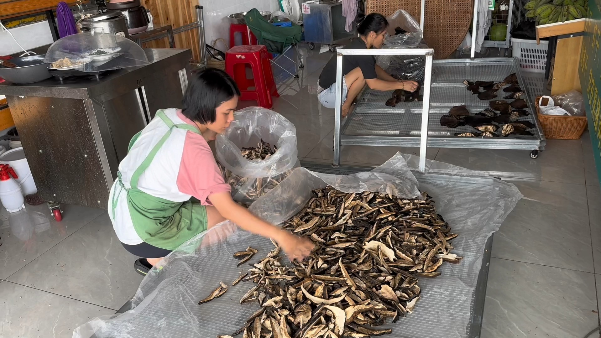 [图]一年一度的灵芝收购季节来了，雨季要怎么处理新鲜灵芝呢