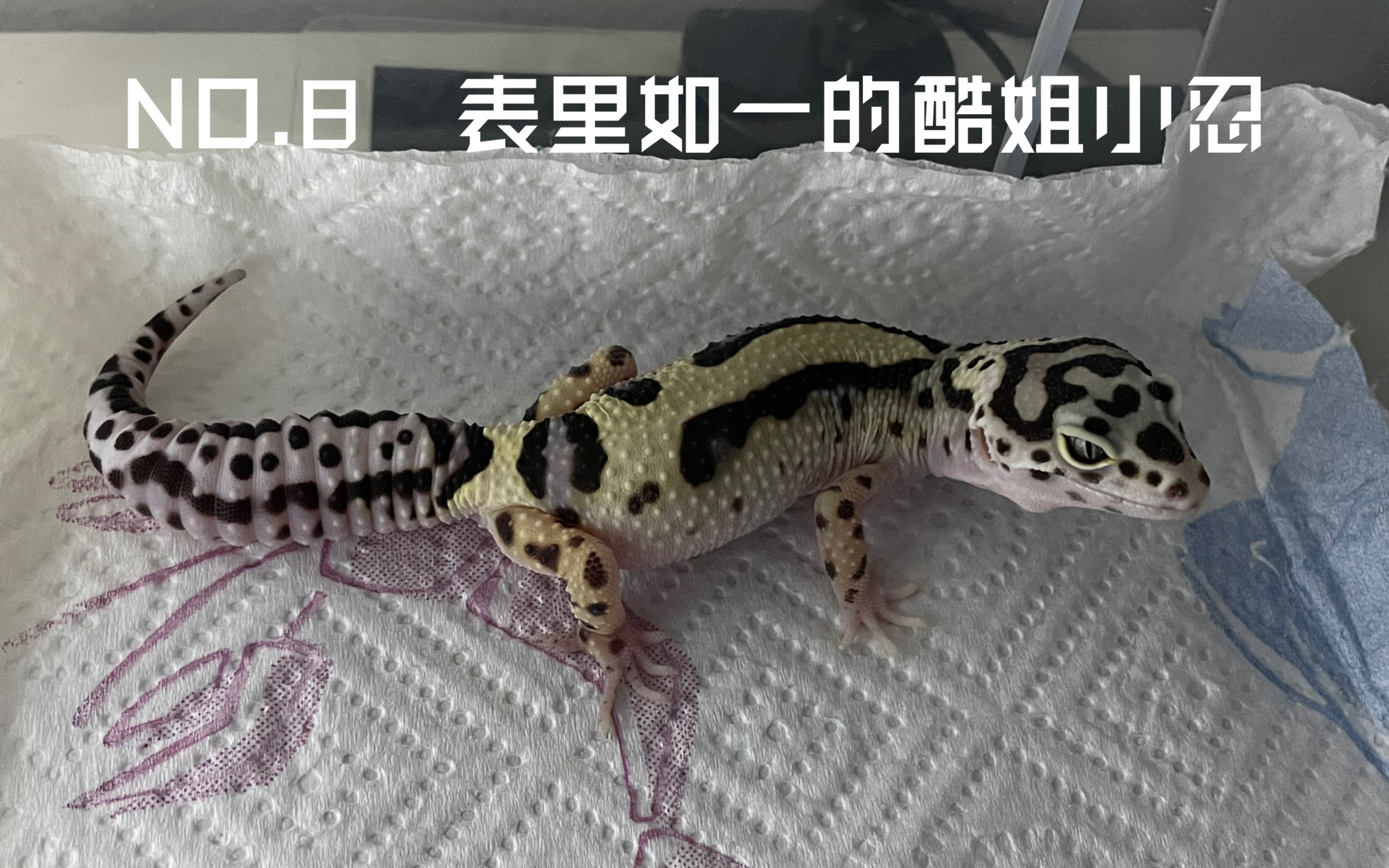 【豹纹守宫】土匪宝宝——酷姐小忍的正式记录_哔哩哔哩 (゜-゜)つロ