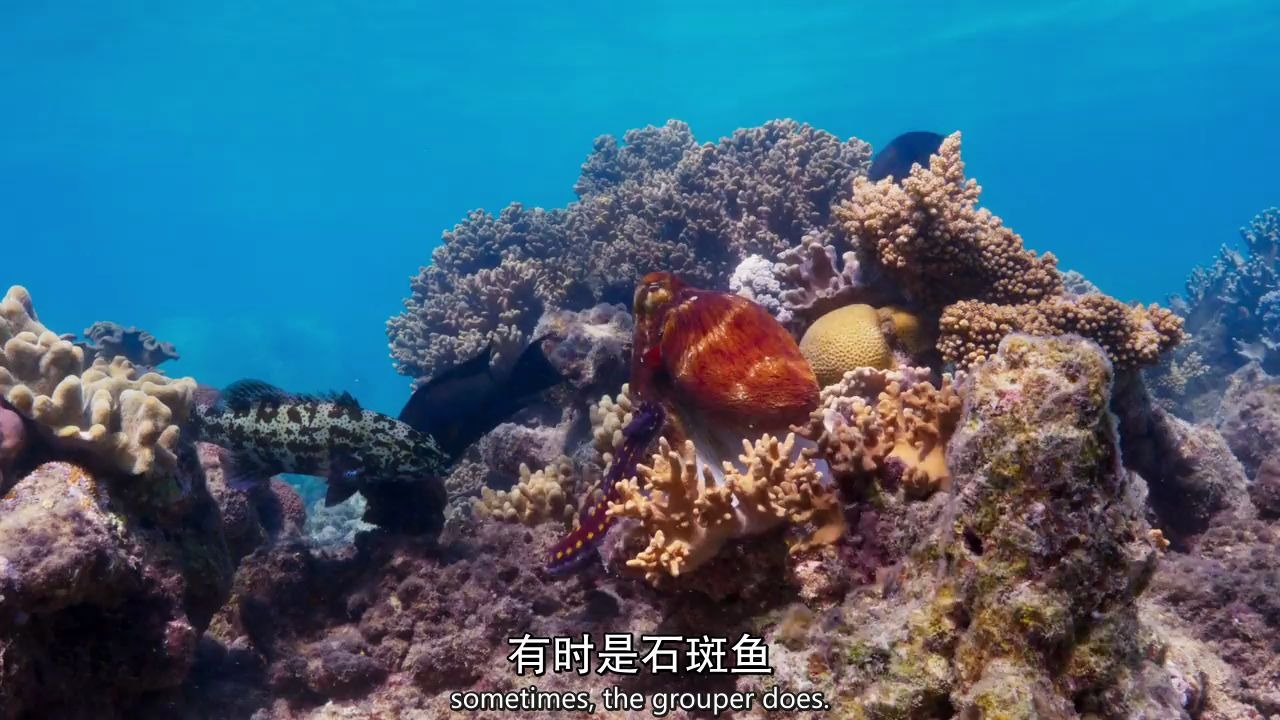 [图]《蓝色星球2》海里捕食片段