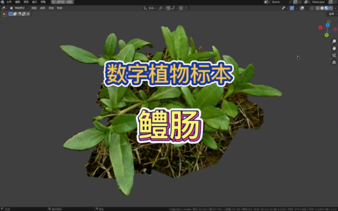 斑斓·数字植物标本:鳢肠