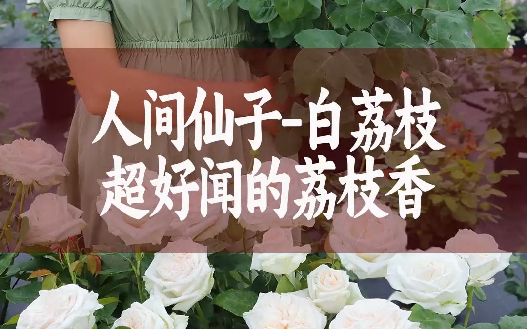 [图]【惠惠的花园】“白荔枝”无数花友心中的白月光，浓郁的荔枝甜香味，一朵就可香一屋，超大花朵，花期长，直立性强，抗性好