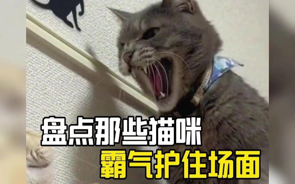 盘点猫咪霸气护主场面,满眼都是你的小猫咪,再危险也会跑来救你!哔哩哔哩bilibili