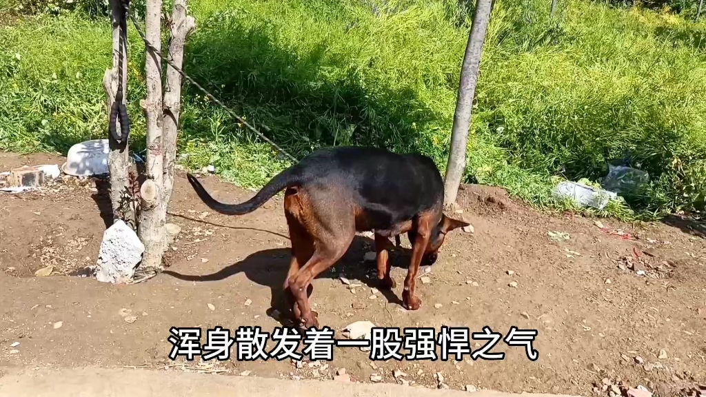 莱州红犬和德国牧羊犬,简称国产二杰,听我说它们谁厉害哔哩哔哩bilibili