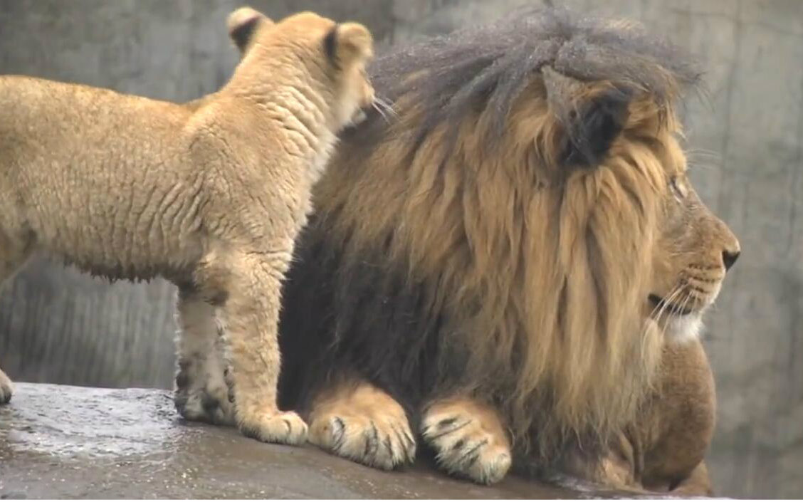 小狮子第一次和爸爸相见_哔哩哔哩 (゜-゜)つロ 干杯~-bilibili