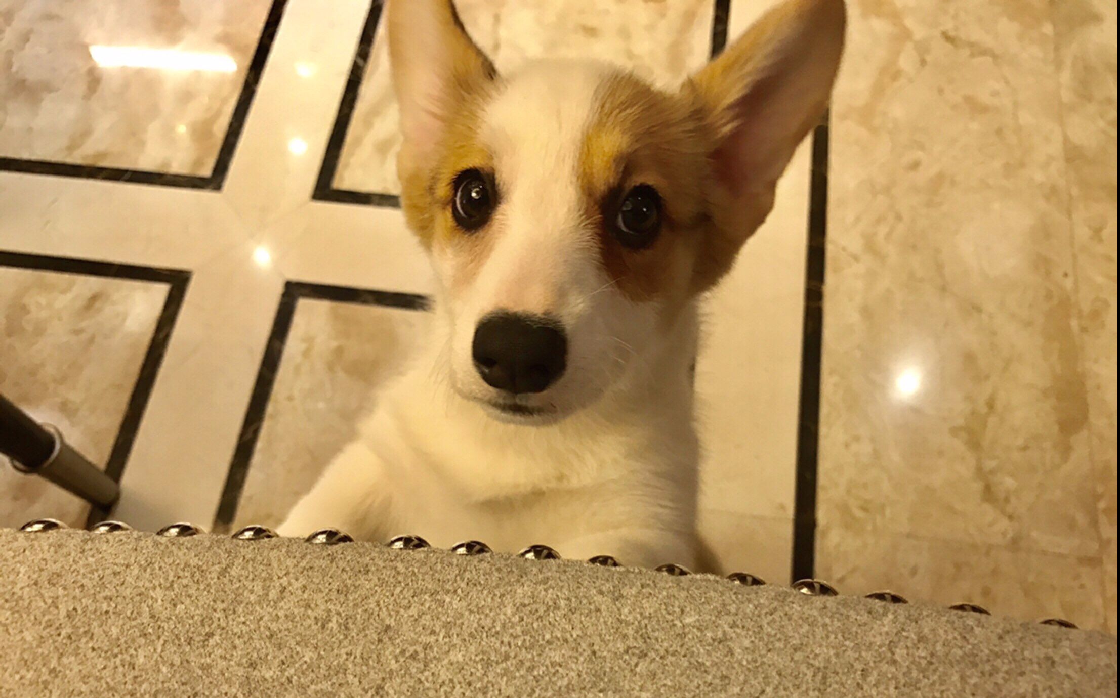 许嵩抖音 格洛米