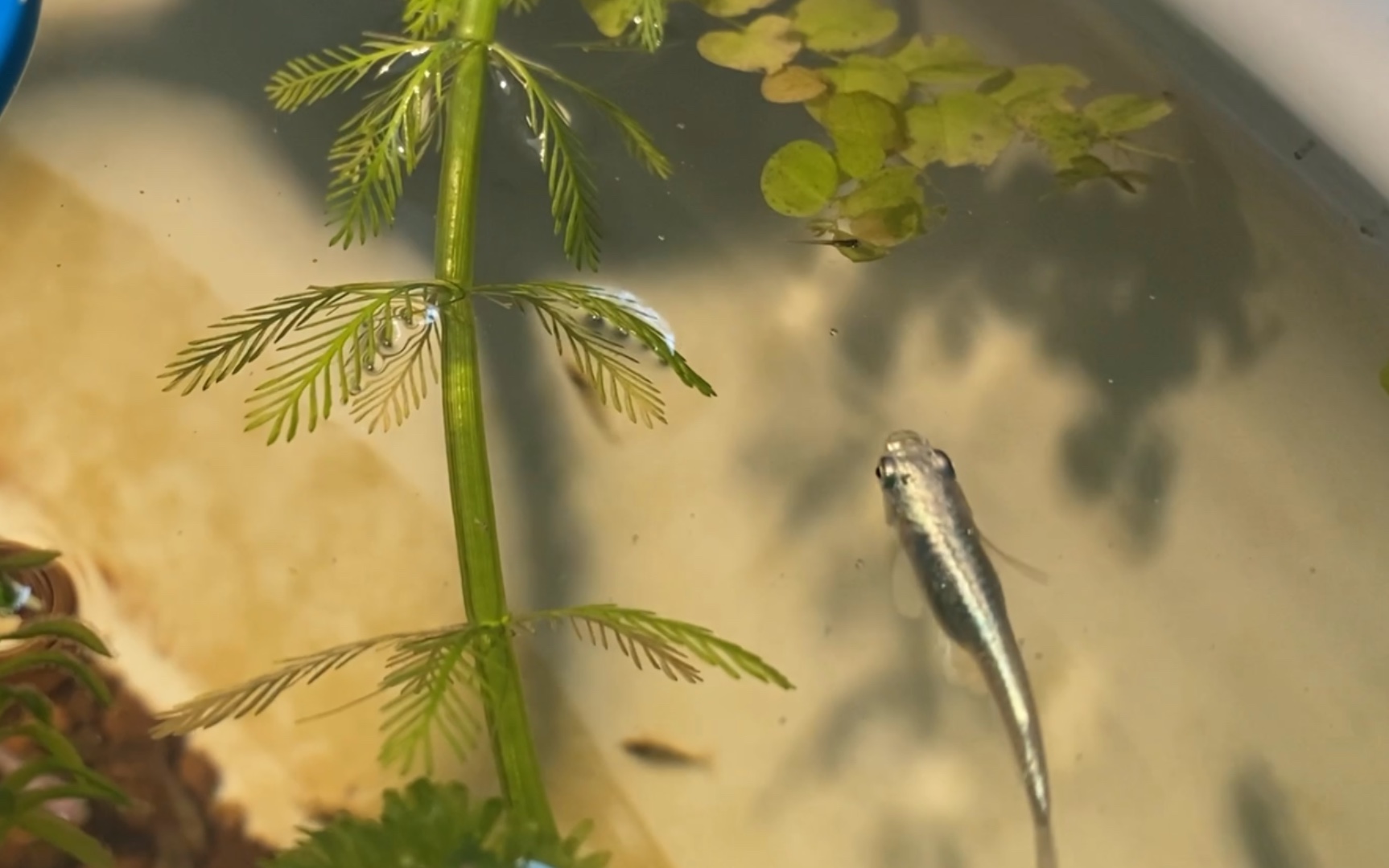 观背青鳉自然孵化生存篇