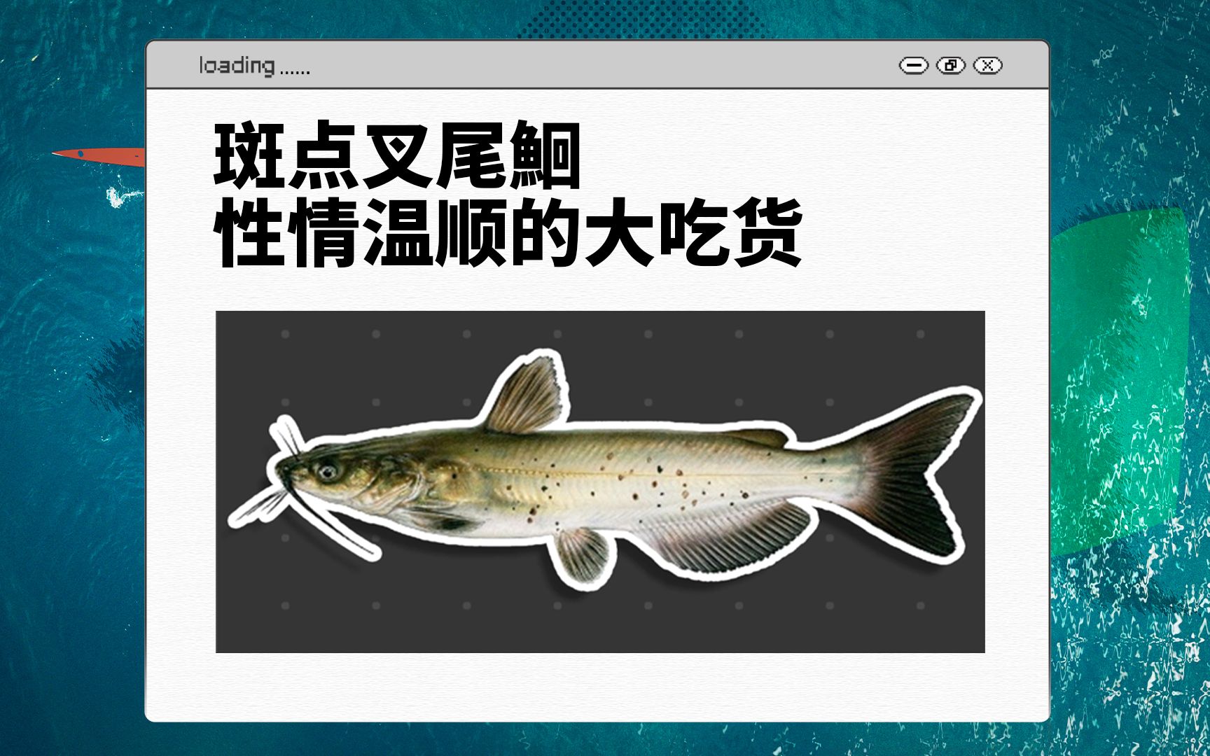 从“外来户”到“本地鱼”,没有学名的清江鱼到底是个啥?哔哩哔哩bilibili