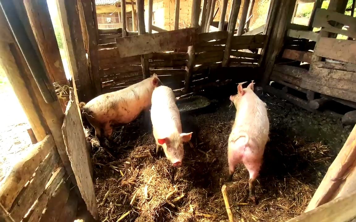 农村阿姨喂三头猪两女一儿各分一头儿媳嫌猪太肥不要无奈卖腊肉