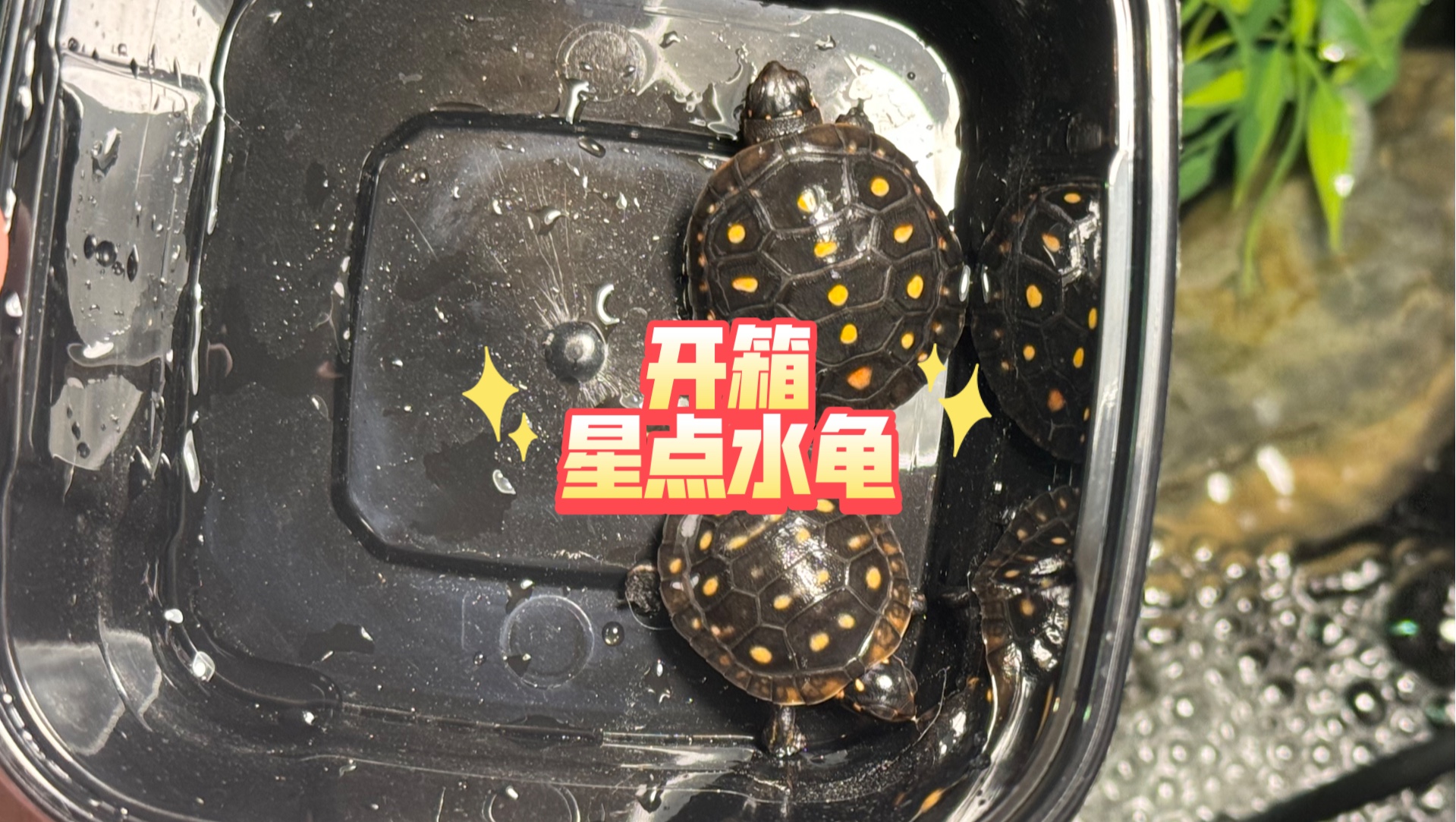 起早拆快递…开箱一只特殊一点的星点水龟