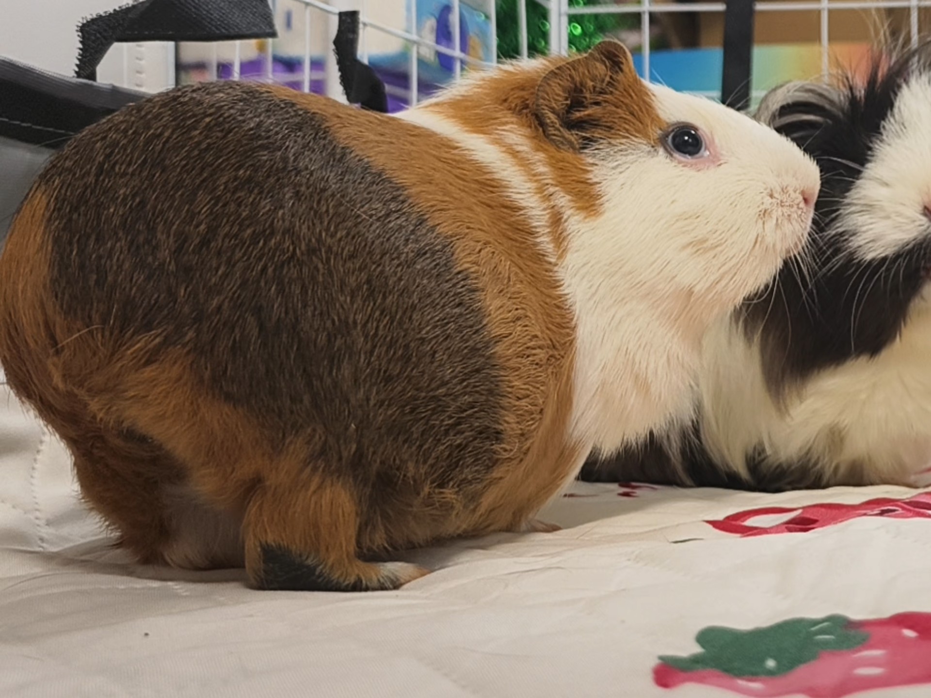 【荷兰猪/豚鼠】翘屁土豆