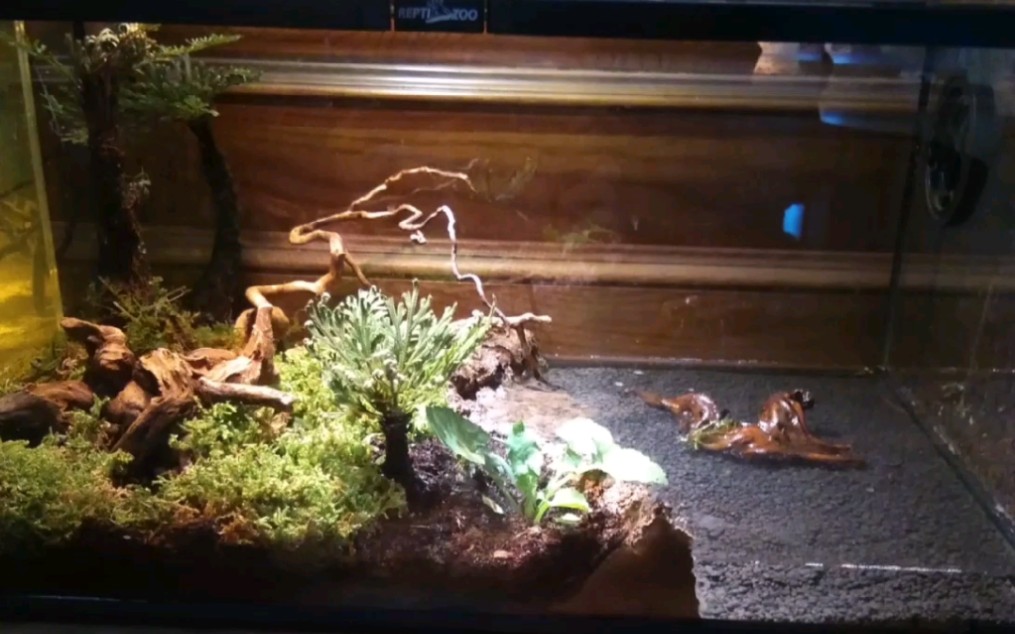 角蛙水陆造景1.