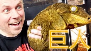 Reptiltv 世界上最大的壁虎 巨人守宫饲养指南 哔哩哔哩 つロ干杯 Bilibili