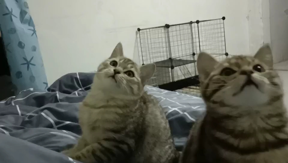 两个傻猫咪_哔哩哔哩_bilibili