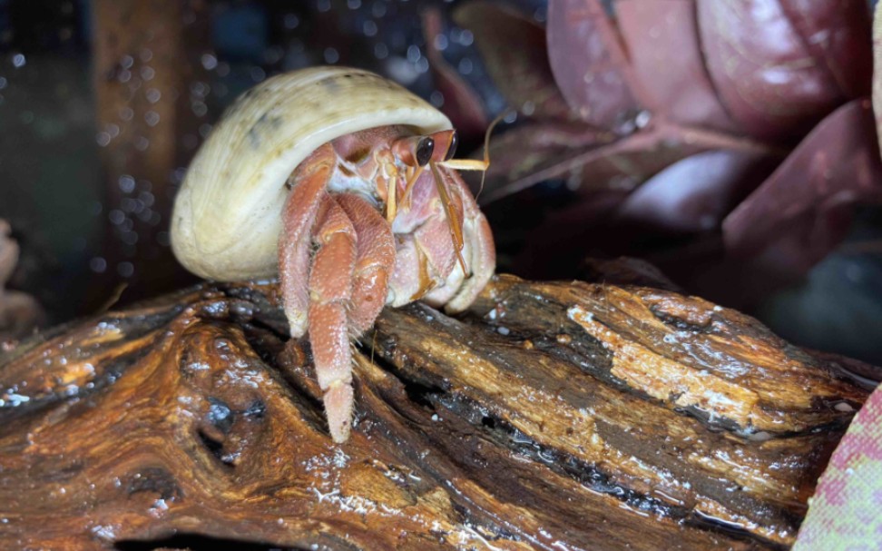 陆寄居蟹最简品种分辨6:灰白寄居蟹