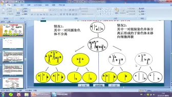 20200306-减数分裂与可遗传变异2