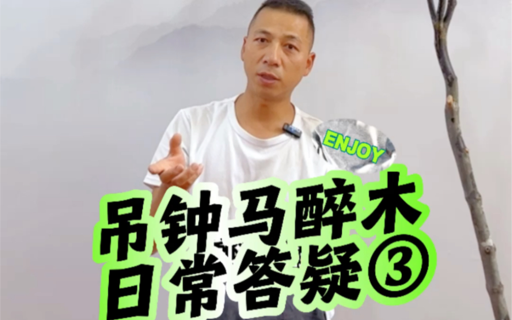 忙里偷闲,讲讲吊钟马醉木软装绿植日常答疑之3哔哩哔哩bilibili