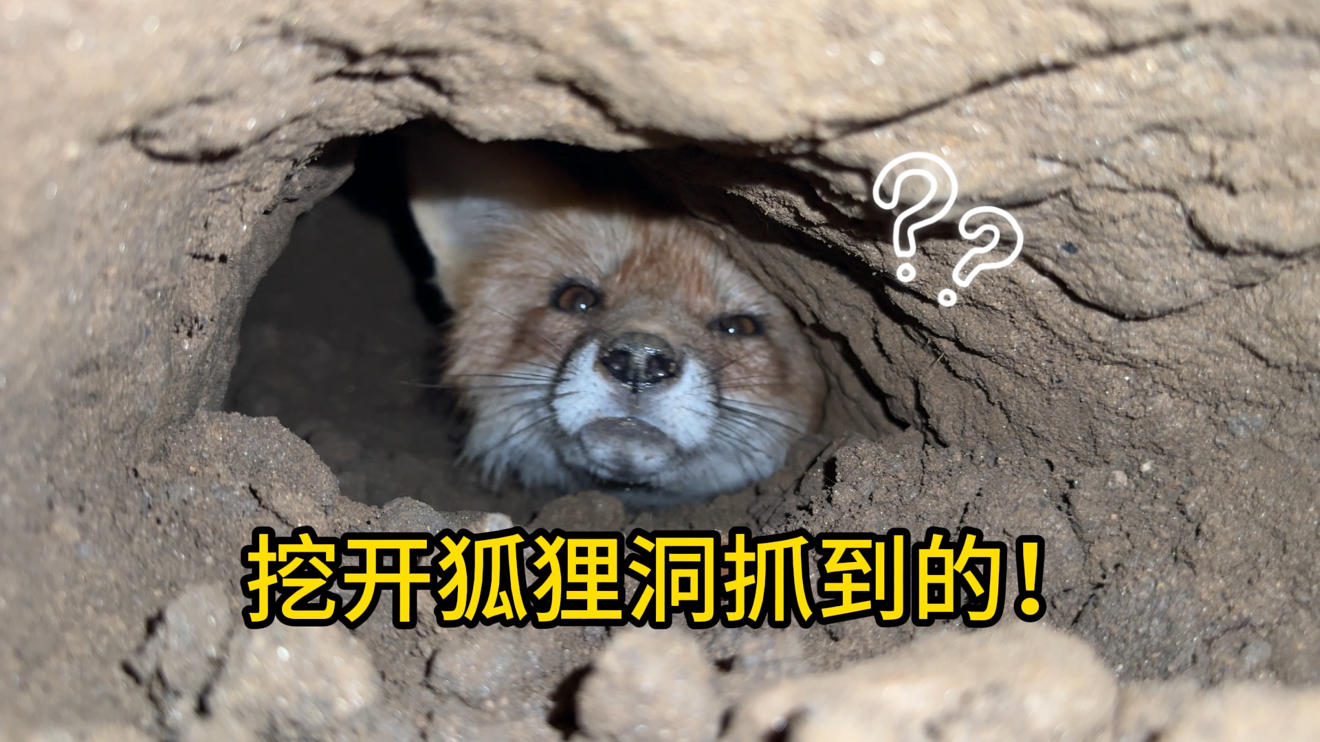 这次真发火了！狐狸洞全部挖开！！！