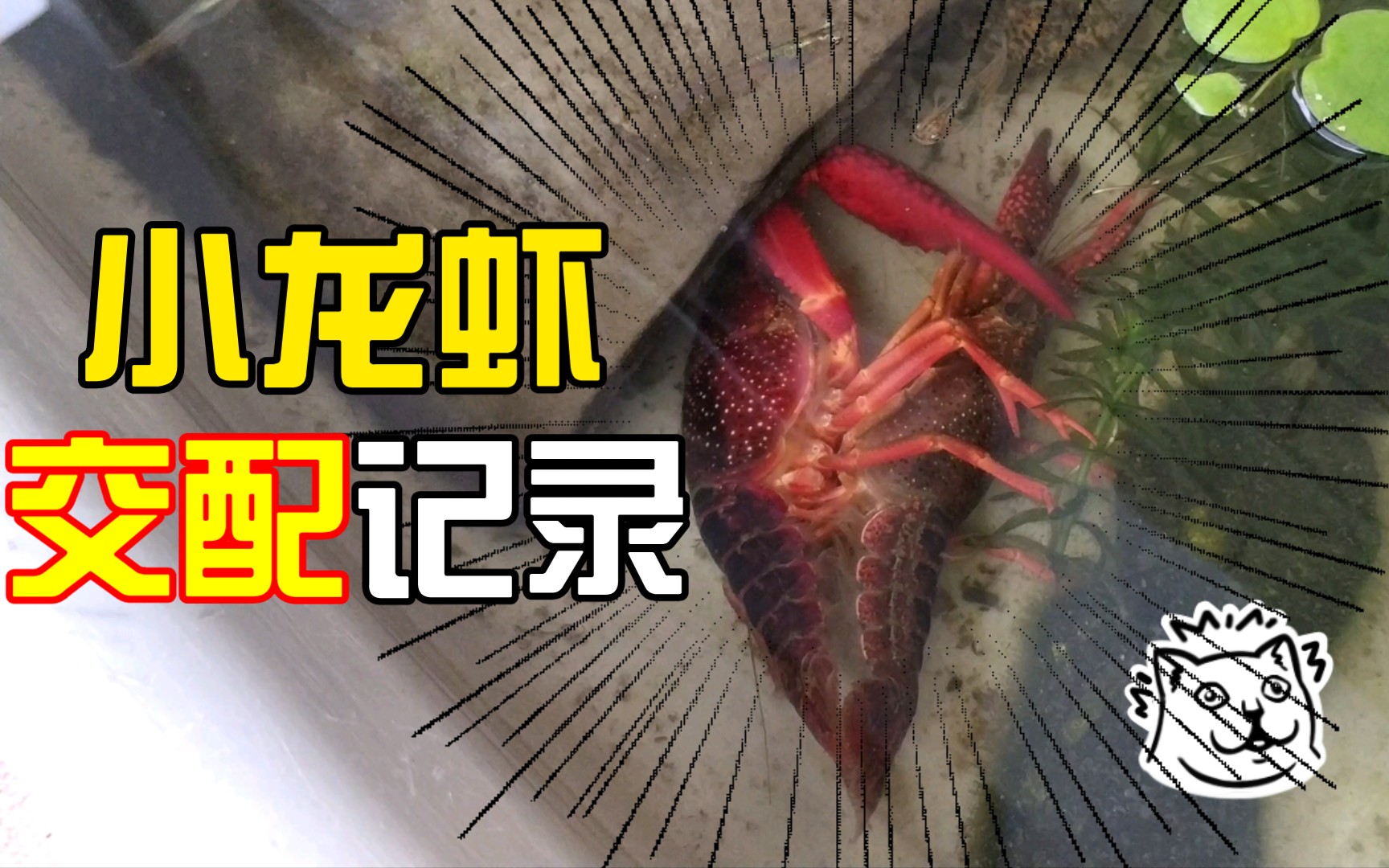 小龙虾养殖技术培训视频(小龙虾养殖技术培训视频教程)