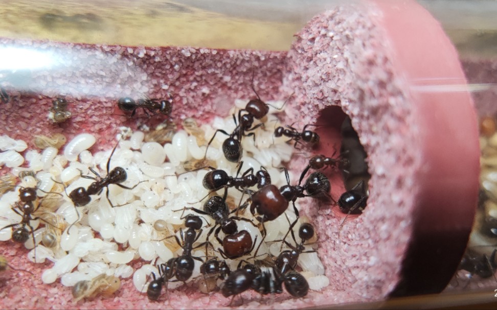 野蛮(原生)收获蚁的微观世界