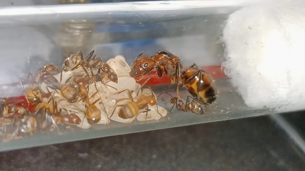 尼科巴弓背蚁端庄优雅的蚁后