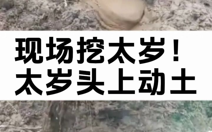 现场挖太岁!太岁头上动土