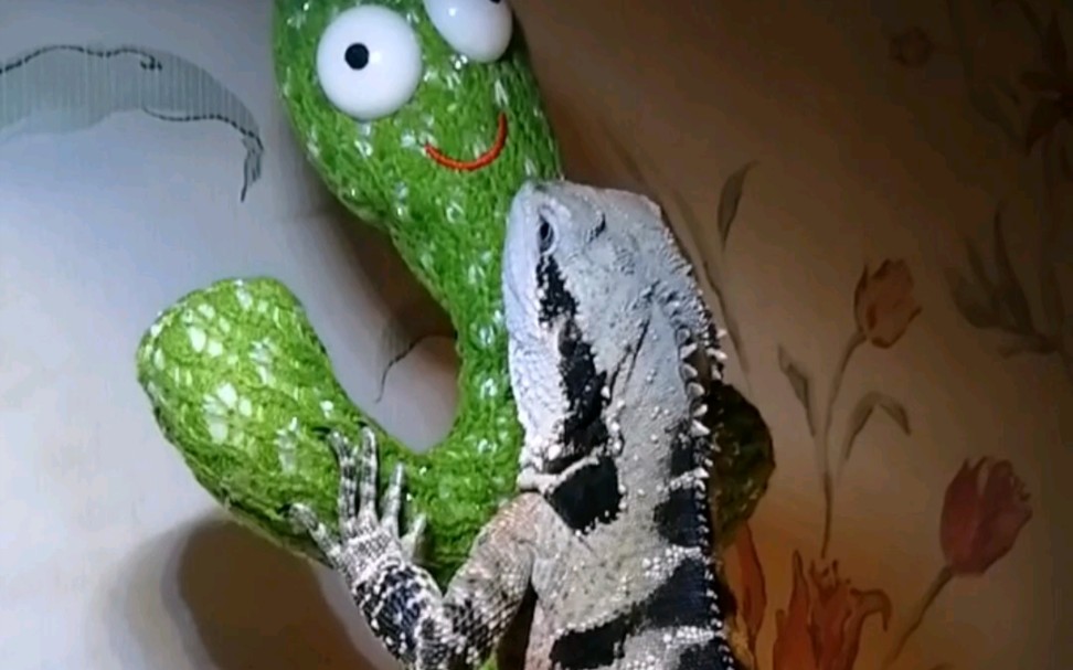 蜥蜴(澳洲水龙)一起来跳舞