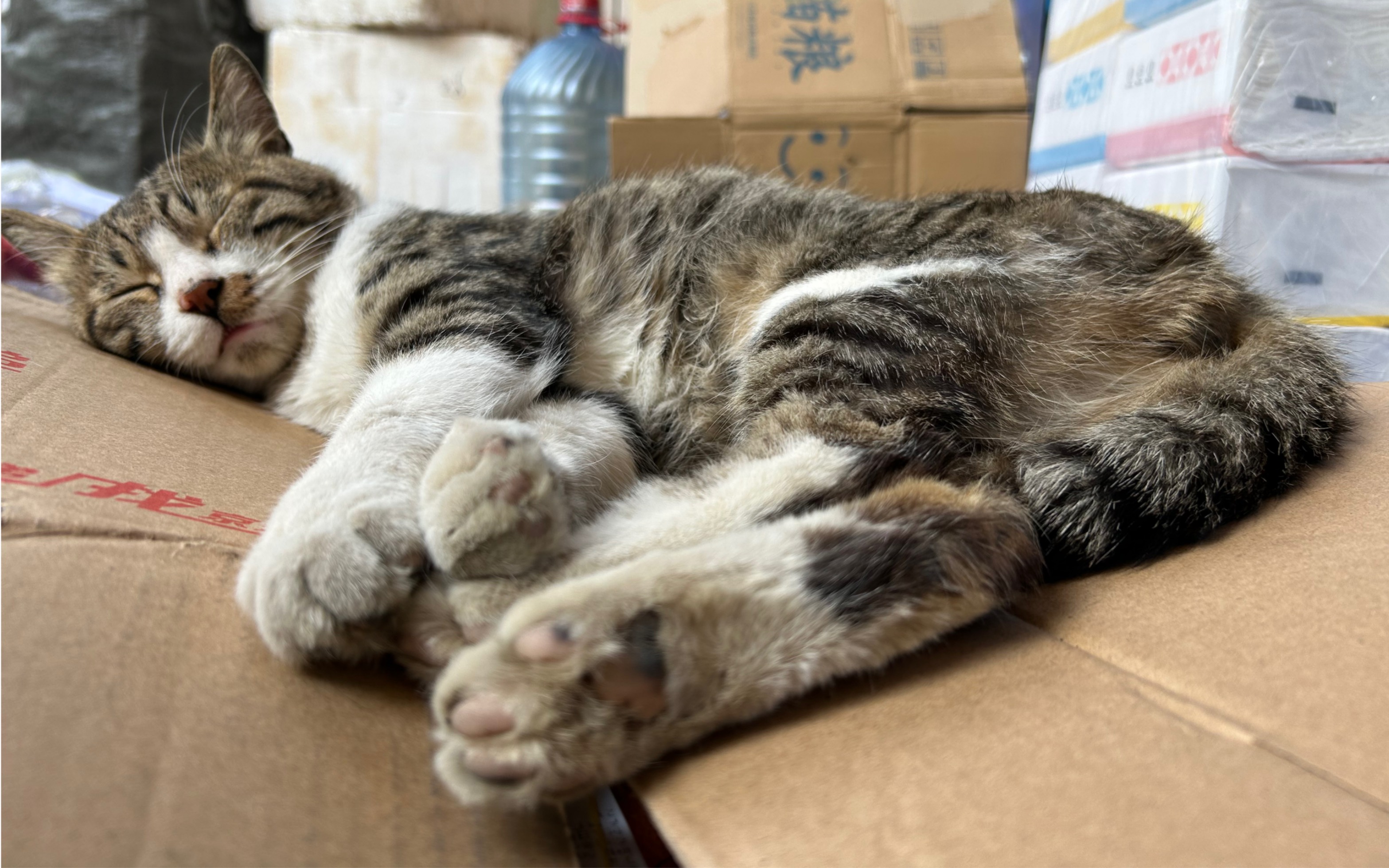 午后,打盹儿的小猫咪